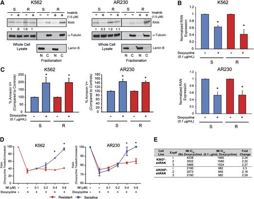 Figure 4. Cytoplasmic RAN contributes to BCR-ABL1 kinase-independent TKI resistance. (A) Whole cell, nuclear, and cytoplasmic lysates of K562S, K562R, AR230S, and AR230R cells (n = 3) either untreated or treated with 1 μM imatinib were separated by SDS-PAGE and analyzed for RAN expression and subcellular localization by immunoblot analyses. (B) qRT-PCR quantitation of RAN mRNA in shRAN-expressing cells (n = 3) either untreated or treated with doxycycline (72 hours, 0.1 μg/mL). (C) shRAN-induced apoptosis was assessed by staining with annexin V followed by flow cytometric analysis (n = 6). (D) Parental and TKI-resistant K562 and AR230 cells were incubated with and without doxycycline at graded imatinib concentrations, followed by quantification of viable cells by MTS assay at 72 hours (n = 3). (E) Table shows imatinib IC50 (nM) of K562R and AR230R cells expressing shRAN in the presence or absence of 0.1 μg/mL doxycycline, as measured by MTS assay following treatment of 72 hours. Error bars represent SEM; *P < .05.