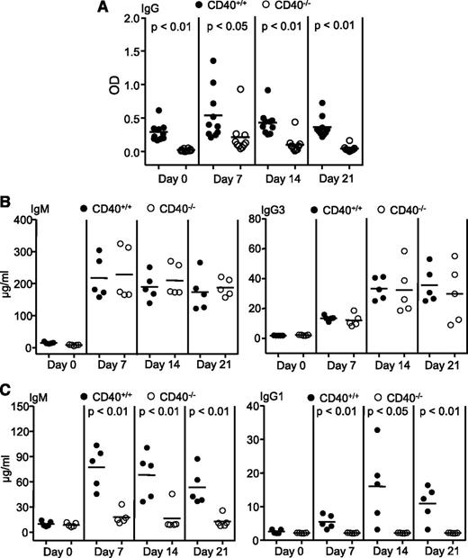 Figure 2. Requirement of the CD40-CD40 ligand interaction between B and T cells for production of PF4/heparin-specific antibodies. BM cells from wild-type (CD40+/+) or CD40-deficient (CD40−/−) mice were mixed with BM cells from μMT mice at a 1:4 ratio, and then transplanted into lethally irradiated μMT mice. Eight weeks after transplantation, the chimeric mice were immunized with the indicated antigens. (A) Failure of chimeric mice with B-cell–specific deficiency of CD40 to produce PF4/heparin-specific antibodies. The chimeric mice were immunized with PF4/heparin complexes. Sera were collected at the indicated time points after immunization, and the levels of total PF4/heparin-specific IgG were measured by ELISA. Data shown are obtained from 10 chimeric mice at each group. (B) Normal T-cell–independent responses in chimeric mice with B-cell–specific deficiency of CD40. The chimeric mice were immunized with the T-cell–independent antigen TNP-Ficoll. Sera were collected at the indicated time points after immunization, and TNP-specific IgM (left) and IgG3 (right) were measured by ELISA. Data shown are obtained from 5 mice in each group. (C) Impaired T-cell–dependent responses in chimeric mice with B-cell–specific deficiency of CD40. The chimeric mice were immunized with the T-cell–dependent antigen NP-CGG. Sera were collected at the indicated time points after immunization, and NP-specific IgM (left) and IgG1 (right) were measured by ELISA. Data shown are obtained from 5 mice in each group. Each dot represents a mouse and the horizontal lines indicate the mean values.