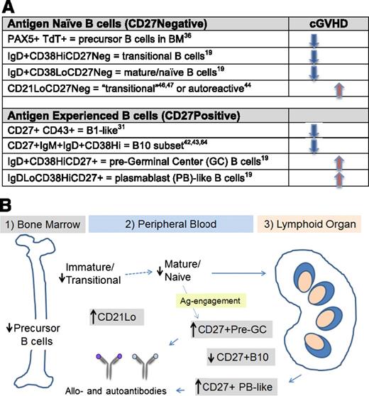 Figure 1. Aberrant B cells in cGVHD. (A) Cell surface phenotype of B-cell subsets altered in patients with cGVHD. Most CD27 negative (CD27Neg) B-cell subsets are proportionally decreased in active cGVHD, whereas CD21Lo CD27Neg subsets increase in association with cGVHD activity.44,47 The relative naive B lymphopenia in cGVHD has been associated with a proportional increase in 2 CD27Pos antigen-experienced populations. In contrast, B1 and B10 B-cell subsets are significantly decreased in active cGVHD.42,43 (B) Abnormalities of B-cell homeostasis in different compartments. Aberrant B-cell homeostasis in patients with cGVHD results in abnormal composition of B cells in different sites. B-cell precursors in bone marrow (1). In patients with cGVHD, the production and output of B-cell precursors is decreased. Abnormal composition of B-cell subsets in peripheral blood (2). Both transitional B cells and CD27Neg mature/naive B cells are decreased in frequency in cGVHD. Naive B cells enter secondary lymphoid organs, encounter antigen, and become activated, leading to increased proportions of several B-cell subsets of potential pathological interest. These include the “transitional-like” CD21Lo, the pre-GC IgDHiCD38HiCD27+, and the IgDLoCD38HiCD27Hi populations (all in gray shaded boxes).46 In cGVHD, extrafollicular pre-GC CD27+ B cells and post-GC plasmablast (PB)–like B cells are increased proportionally, whereas immune regulatory B10 cells are decreased. Generation of activated B cells from secondary lymphoid organs (spleen/lymph node) (3). IgDLoCD38HiCD27+ PB-like cells activated in secondary lymphoid tissues produce constitutive IgG and persist in patients with cGVHD who do not respond to B-cell depletion therapy.33
