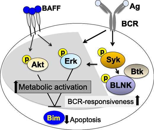 Figure 2. Aberrant B-cell signaling in active cGVHD. B cells in cGVHD exhibit increased constitutive signaling through Erk and Akt that is also associated with decreased levels of proapoptotic Bim. Aberrant BAFF-associated signaling is associated with a heightened metabolic state and resistance to apoptosis. Constitutive BCR-associated signaling in cGVHD B cells is associated with increased responsiveness to surrogate antigen ex vivo, suggesting a mechanistic link between elevated BAFF levels and aberrant B-cell survival. After initiation of BCR signaling, cGVHD B cells exhibited increased BLNK and Syk phosphorylation compared with B cells from patients without cGVHD. Shaded pathways are common to BAFF and BCR signaling. Unshaded pathways are specific for BCR signaling.