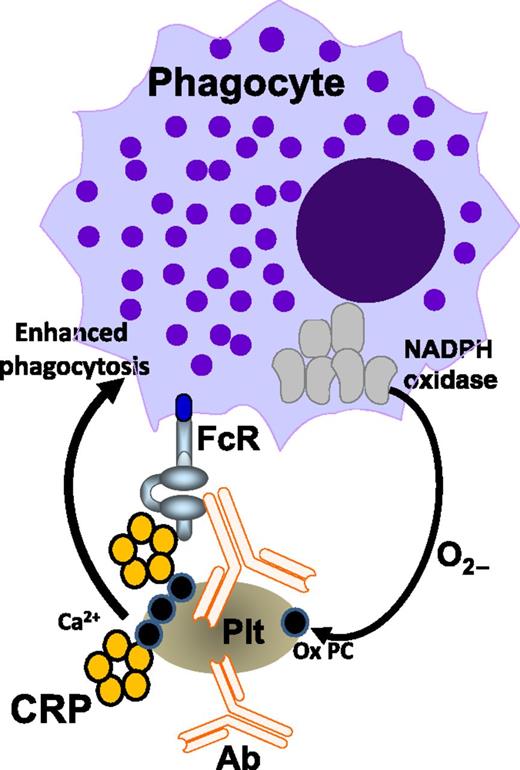 Binding of antiplatelet antibodies (Ab) to platelets (Plt) triggers platelet oxidation, which also requires the phagocyte NADPH oxidase system. Platelet oxidation exposes oxidized phosphorylcholine (Ox PC) residues from the platelet membrane, providing a Ca2+-dependent binding platform for CRP. CRP subsequently boosts antibody-mediated platelet phagocytosis via phagocytic FcRs. The figure is based on Figure 7 in the article by Kapur et al that begins on page 1793.
