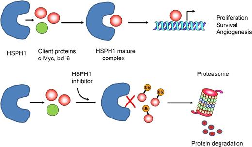 (Top) Heat-shock protein H1 (HSPH1) binds to client proteins (CPs) involved in lymphomagenesis (eg, c-Myc, BCL-6) to generate a “mature complex” that contributes to the stabilization and maturation of those proteins, promoting their cellular function. (Bottom) HSP inhibitors would prevent binding of CPs to HSPH1, remaining in the cytosol, where CPs are ubiquitinated (Ub) and subsequently degradated by the proteasome.