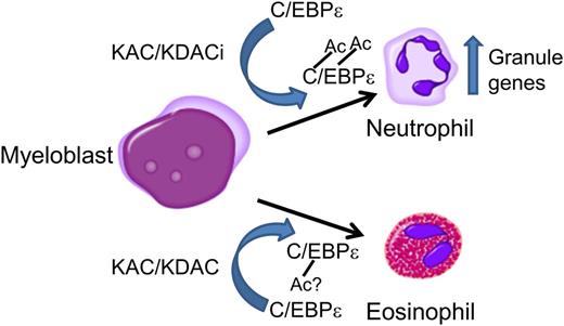 Acetylation of C/EBPε is essential for terminal neutrophil differentiation and function. C/EBPε is acetylated during granulocytic differentiation toward neutrophils by lysine acetylases (KAC, eg, p300) or lysine deacetylase inhibitors (KDACi, eg, nicotinamide inhibiting KDAC SIRT1). Acetylation on K121 and K198 is essential for terminal differentiation of neutrophils and expression of secondary granule proteins. Differential acetylation of C/EBPε could be important for determining differentiation along the neutrophil or eosinophil lineages.