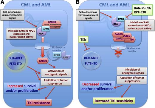 Mechanisms of oncogene kinase-independent resistance to TKI therapy in CML with wild-type BCR-ABL1 and FLT3-ITD+ AML. The expression of the nuclear export factors RAN and XPO1 was found to be increased in CML and AML in an oncogene kinase-independent manner and likely through either signals generated by the microenvironment or by cell-autonomous BCR-ABL or FLT3-ITD kinase-independent signals (A). This results in increased nuclear export of their cargo that also is comprehensive of oncogenic signal transducers (eg, SET) and tumor-suppressor proteins (eg, p53) that if delocalized become activated and inactivated, respectively. Such an effect together with the BCR-ABL1- or FLT3-ITD-generated oncogenic signals will both enhance proliferation and/or survival of myeloid progenitors. Interestingly, Khorashad et al1 show that the activity of XOP1 and RAN seems to specifically control those oncogene kinase-independent molecular events leading to resistance to TKI-induces apoptosis. Khorashad et al1 reported that inhibition of nuclear export by downregulation of RAN or pharmacologic inhibition of XPO1 activity by the clinically relevant karyopherin inhibitor KPT-330 results in nuclear accumulation of their cargo and, consequently, restored sensitivity of leukemic progenitors to TKI-induced inhibition of proliferation and/or survival and restoration of sensitivity to TKI treatment (B).