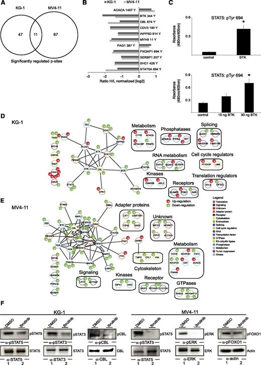 Figure 5. BTK signaling networks in AML. (A) Venn diagram showing the number of significantly regulated pTyr sites after 1 hour of ibrutinib treatment. (B) Bar diagram outlining the concordantly regulated pTyr sites in KG-1 and MV4-11 cells. (C) Phosphorylation of Tyr 694 of STAT5 was monitored by using an in vitro kinase assay. The biotinylated peptide encompassing the amino acids TPVLAKAVDGYVKPQIK for STAT5 was used as substrate for BTK obtained from untreated KG-1 cells (upper panel) or for enzymatically active recombinant BTK (lower panel). Tyrosine phosphorylation of these peptides was monitored by anti-phosphotyrosine staining with enzyme-linked immunosorbent assay. *P < .05 between the different treatment groups compared with the controls using Student t test. (D-E) The signaling networks contain proteins that were identified as being phosphorylated (red) or dephosphorylated (green) on tyrosines in response to BTK inhibition. Proteins were grouped by Cytoscape software according to their known protein-protein interaction status listed in the STRING database. The assigned protein functions were derived by manual annotation using Uniprot, PhosphoSitePlus, and PubMed databases. (F) Cleared cellular lysates derived from KG-1 and MV4-11 cells that had either been left untreated or had been treated with 500 nM ibrutinib for 1 hour were subjected to immunoblotting using antibodies against pSTAT5, pERK, pSTAT3, pFOXO1, and phospho-c (pc)-CBL.
