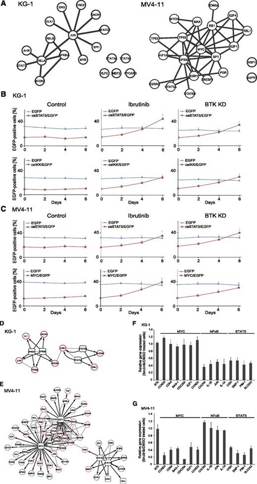 Figure 6. Functional dissection of BTK-dependent transcriptional programs. (A) Messenger RNAs (mRNAs) identified as significantly downregulated from the RNA sequencing analysis were submitted to Ingenuity pathway analysis for mapping of related upstream transcriptional regulators, which are shown in their respective networks. Known protein-protein interactions were included, as revealed by STRING database analysis. (B) KG-1or (C) MV4-11 cells were subjected to retroviral transduction with IRES-EGFP vectors inducing stable expression of EGFP, caSTAT5 and EGFP, caIKK and EGFP, or MYC and EGFP. The transduced cell batches were left untreated (left panel) or were treated with ibrutinib at a final concentration of 500 nM for up to 6 days (middle panels) or were treated with shRNAs specific for BTK (right panels). After confirmation of successful knockdown of BTK, cells were cultured for up to 6 days. The proportion of EGFP-positive cells was analyzed by flow cytometry. Wild-type cells were used as a negative control in all flow cytometric measurements (data not shown). (D-E) The functionally relevant and highly enriched transcription factors MYC, STAT5, E2F1, and NF-κB (square nodes) and their differentially regulated target genes (circular nodes) were used for STRING protein-protein interaction analysis (gray lines). The transcription factor to target gene relationships are indicated by black arrows. Target genes known to be involved in the regulation of the cell cycle or of apoptosis are shown with a red border. (F-G) Regulation of mRNA levels upon ibrutinib treatment were validated by quantitative polymerase chain reaction. Results are shown for 4 independent experiments (mean ± SD).