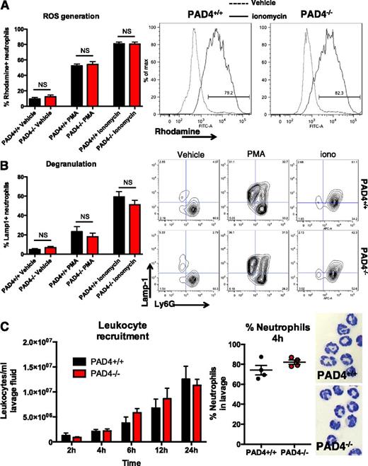 Figure 1. Neutrophils from PAD4−/− mice are competent in non-NET functions. (A) Diluted, anticoagulated whole blood was incubated with 1 μM ionomycin, 100 nM PMA, or vehicle for 20 minutes at 37°C in the presence of dihydrorhodamine-123. Rhodamine+ ROS-generating neutrophils are quantified for each condition (left panel) and representative plots are shown (right two panels); n = 4-13. (B) Diluted whole blood was preincubated with 5 mM cytochalasin B for 20 minutes, then incubated with 1 μM ionomycin, 100 nM PMA, or vehicle for 10 minutes at 37°C. Lamp1+ Ly6G+ degranulated cells are quantified in the left panel, with representative plots shown in the right panels; n = 4-13. (C) Leukocyte recruitment was assessed in vivo using thioglycollate-induced peritonitis. Infiltrating cells were counted in peritoneal lavage fluid at the indicated time points (left panel) and differential counts performed at 4 hours from Wright Giemsa-stained cytospins to assess neutrophil infiltration (center panel). Representative 4-hour cytospin images are shown in the right panels.