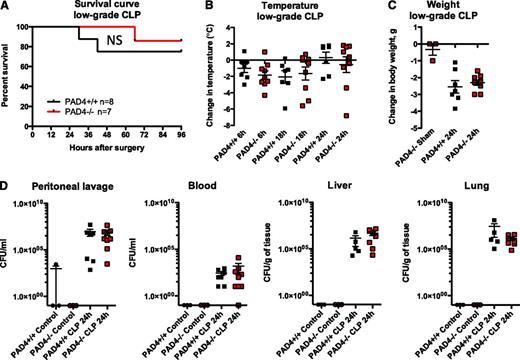 Figure 2. PAD4−/− mice are equally as susceptible to polymicrobial sepsis as their PAD4+/+ littermates in the CLP model. Mice were subjected to low-grade CLP or sham operation (Sham). (A) Survival curves indicating similar survival rates of PAD4−/− mice and their PAD4+/+ littermates in low-grade CLP. (B) Loss of body temperature was similar in PAD4−/− and PAD4+/+ mice. (C) Weight loss was comparable in PAD4+/+ vs PAD4−/− mice, although sham-operated mice lost minimal body weight. (D) Bacterial load was measured in peritoneal lavage fluid, blood, and liver and lung homogenates. Minimal CFUs were detected in control nonoperated mice. Genotypes and treatments were as indicated. No statistical differences between PAD4+/+ and PAD4−/− mice were detected. NS, not significant. PAD4+/+, black; PAD4−/−, red.