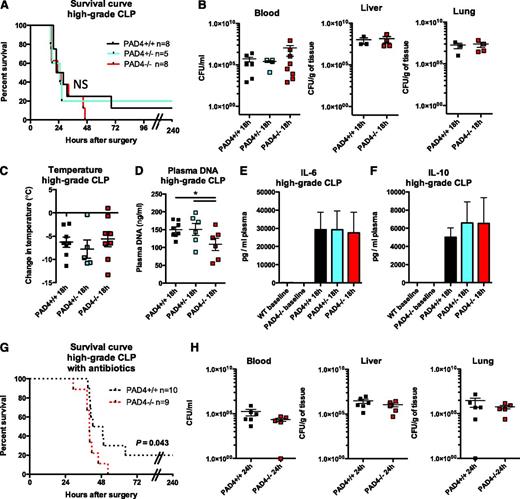 Figure 3. PAD4−/− mice are similarly susceptible to bacteremia in polymicrobial sepsis as their PAD4+/+ littermates during high-grade CLP. Mice were subjected to high-grade CLP. (A) Survival curves indicating similar survival rates of PAD4−/− mice and their PAD4+/− or PAD4+/+ littermates in high-grade CLP. (B) Bacterial CFUs were quantified from the blood, liver, and lung 18 hours after high-grade CLP to determine systemic bacteremia and were not significantly different between genotypes. (C) Loss of body temperature was similar in PAD4−/− mice and their littermates. (D) High-grade CLP resulted in higher increases in plasma DNA in PAD4+/+ or PAD4+/− mice compared with PAD4−/− mice. (E-F) Cytokine levels in the plasma of mice. IL-6 (E) and IL-10 (F) were similarly produced in mice of all genotypes; n = 4-8. (G) Survival curve of PAD4+/+ or PAD4−/− mice that were given the broad-spectrum antibiotic imipenem/cilastatin 4 to 6 hours after CLP. Mortality was accelerated in the PAD4−/− mice (P = .043). (H) Bacterial CFUs were not statistically different between PAD4+/+ or PAD4−/− mice in the blood, liver, or lung 24 hours after CLP. NS, not significant. PAD4+/+, black; PAD4+/−, blue; and PAD4−/−, red.