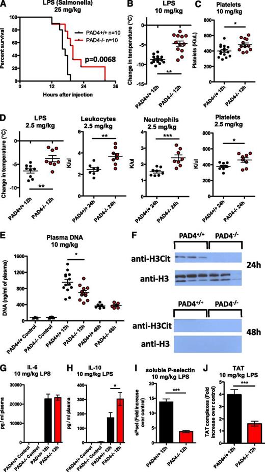 Figure 4. PAD4−/− mice release less extracellular DNA and are better protected than PAD4+/+ mice in an LPS-induced endotoxemic shock model. (A) Mice were injected IV with a lethal dose of LPS (25 mg/kg) and monitored every 2 hours beginning at hour 12 for moribundity. (B-C) Mice injected IV with a less lethal LPS dose (10 mg/kg) were measured for signs of hypothermia and thrombocytopenia. PAD4−/− mice had a milder temperature drop (B) and had higher platelet counts than PAD4+/+ mice (C). (D) Using a sublethal dose (2.5 mg/kg), which allowed us to follow mice surviving for 24 hours, similar differences in hypothermia and thrombocytopenia were observed. Total leukocyte and neutrophil levels were also higher in PAD4−/− mice. (E-F) Plasma was collected at the time of sacrifice and analyzed for NET biomarkers. (E) Twelve hours after LPS infusion, DNA levels were lower in PAD4−/− mice. (F) Both histone H3 and H3Cit were identified in the plasma of PAD4+/+ mice at 24 hours and were no longer detected at 48 hours postinjection. H3Cit was not found in PAD4−/− mouse plasma, whereas histone H3 was detected. Representative of n = 7 (24 hours) and n = 6 (48 hours). (G-H) IL-6 levels (G) were similar in PAD4+/+ and PAD4−/− mice at 12 hours, whereas IL-10 levels (H) were higher in PAD4−/− mice. PAD4+/+, n = 13. PAD4−/− n = 12. (I-J) sPsel levels (I) and TAT complexes (J) in plasma were significantly elevated in PAD4+/+ mice compared with PAD4−/− mice, indicating that the presence of NETs activates platelets (increases P-selectin shedding) and induces the generation of thrombin. Results are expressed as fold increase over control, untreated mice. PAD4+/+, black, n = 13; PAD4−/−, red, n = 11. *P < .05, **P < .01, ***P < .001.