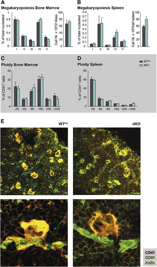 Figure 2. Megakaryocyte differentiation, location and ploidy status are not affected in dKO mice. (A-B) Percentage of megakaryocytes at consecutive stages of differentiation (I-V, as detailed in supplemental Figure 1) of nucleated bone marrow and spleen cells, and total bone marrow and spleen cell counts. (C-D) Ploidy staining of CD41-positive bone marrow and spleen megakaryocytes (as detailed in supplemental Figure 2). (E) Representative images of bone marrow cryosections, immunostained with CD41-PE (megakaryocytes), CD31-FITC (megakaryocytes and endothelial cells), and Phalloidin-CF633 (actin) to visualize their location and proximity to blood vessels in the bone marrow. Low and high magnifications are shown.