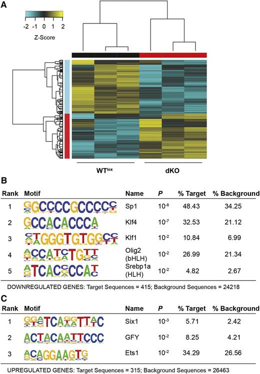 Figure 5. Megakaryocyte RNA-seq. (A) Hierarchical clustered heat map with scaled Z-score color key of normalized counts of 833 differentially expressed genes in 3 WTlox and 3 dKO samples. Samples with the same genotype are indicated by black (WTlox) and red (dKO) horizontal bars; gene clusters are indicated by red (upregulated in dKO) and cyan (downregulated in dKO) vertical bars. (B) Transcription factor binding sites enrichment detected, using HOMER, in promoters of 454 downregulated genes in dKO with a threshold FDR <0.01. (C) Transcription factor binding sites enrichment detected, using HOMER, in promoters of 379 upregulated genes in dKO with a threshold FDR <0.01.