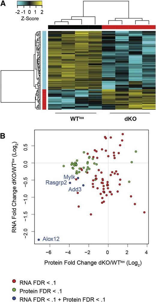 Figure 6. Platelet proteomics with integrative RNA-seq analysis. (A) Hierarchical clustered heat map with scaled Z-score color key of log2 transformed label-free quantification (LFQ) intensities of 85 differentially expressed proteins in 4 WTlox and 4 dKO platelet lysate samples. Samples with the same genotype are indicated by black (WTlox) and red (dKO) horizontal bars and protein expression clusters are indicated by red (upregulated in dKO) and cyan (downregulated in dKO) vertical bar. (B) Scatterplot of differentially expressed proteins in platelets (mass spectrometry) and differentially expressed genes in megakaryocytes (RNA-seq) in dKO samples with n = 106. MS, mass spectrometry.