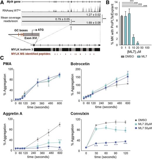Figure 7. Selective Mylk inhibition by ML7 affects proplatelet formation and stabilization and interferes with platelet Clec-2 and GPVI downstream signaling. (A) Graphic representation of Mylk gene, Mylk isoform 3, and the peptide coverage identified in dKO platelets corresponding to Mylk isoform 3. Sp GC-rich binding sites are depicted on the promoter region upstream the Mylk isoform 3 ATG starting codon. (B) Explant assay performed with WT mice after addition of Mylk inhibitor ML7 at different concentrations or DMSO. The percentage of megakaryocytes with proplatelets of total counted megakaryocytes per explant is depicted. See supplemental Videos 4-7 showing that ML7 inhibition of Mylk after proplatelet formation results in proplatelet retraction. (C) FCA of WT platelets preincubated with either DMSO or ML7. *P < .05; ***P < .001.