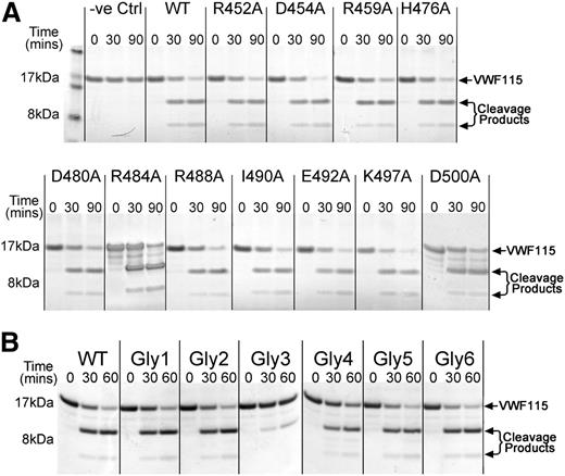 Figure 2. Functional analysis of ADAMTS13 Cys-rich domain point mutants and engineered glycan mutants. (A) Activity assays were set up in which 0.5 nM ADAMTS13 or ADAMTS13 point mutant in concentrated conditioned media was incubated with 6 µM VWF115. Control reactions containing media without ADAMTS13 were set up in parallel. At time points from 0 to 90 minutes, aliquots were removed, stopped with EDTA, and analyzed by SDS-PAGE and Coomassie staining. Uncleaved VWF115 is a 16.9-kDa protein. Cleavage products of 10 kDa and 6.9 kDa arising from specific ADAMTS13-mediated proteolysis are marked by arrows. (B) ADAMTS13 variants containing novel engineered glycans at different positions on the surface of the Cys-rich domain were generated and their ability to proteolyze VWF115 assessed. The analysis was done as in panel A, except that 1 nM ADAMTS13 or variant was used and the third time point was taken at 60 minutes.
