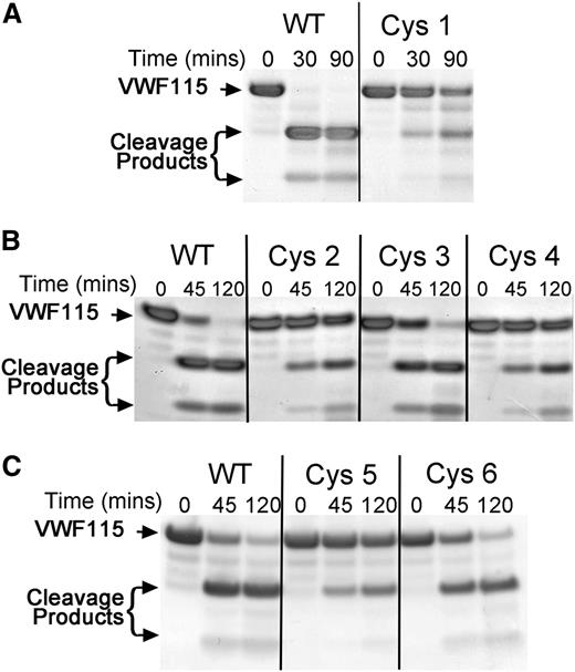 Figure 3. Functional analysis of ADAMTS13 Cys-rich domain sequence swap variants. (A) A total of 5 nM ADAMTS13 or ADAMTS13 Cys1 variant in conditioned medium was incubated with 6 µM VWF115. Aliquots were taken and stopped with EDTA at 0, 30, and 90 minutes and analyzed by SDS-PAGE and Coomassie staining. Uncleaved VWF115 and cleavage products arising from specific ADAMTS13-mediated proteolysis are marked by arrows. (B) ADAMTS13 variants Cys2 to Cys4 were analyzed as in panel A, except that 2 nM ADAMTS13 was used and aliquots were taken at 0, 45, and 120 minutes. (C) ADAMTS13 variants Cys5 and Cys6 were analyzed as in panel B.