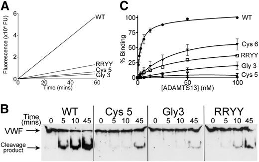 Figure 4. Analysis of ADAMTS13 Cys5 and ADAMTS13 Gly3 variants function. (A) FRETS-VWF73 was used to quantify the activity of ADAMTS13 variants Gly3 and Cys5 and compare it to the residual activity of spacer domain mutant RRYY. A total of 0.6 nM WT ADAMTS13 or ADAMTS13 variant in conditioned medium was incubated with 2 µM FRETS-VWF73 and fluorescence measured over time. A representative graph is shown (n = 5). (B) Proteolysis of recombinant full-length VWF (N1602A/C1669G/C1670G) by 8 nM ADAMTS13 or ADAMTS13 variants. Subsamples were stopped with EDTA at designated time points and analyzed by western blotting under reducing conditions using an anti-VWF monoclonal Ab that detects both full-length VWF and the 176-kDa cleavage product. (C) Binding of WT ADAMTS13 and ADAMTS13 Cys-rich Cys5, Cys6, and Gly3 variants to VWF115. VWF115 (50 nM) was immobilized on microtiter wells and incubated with increasing concentrations of ADAMTS13 or variant. Wells were washed and ADAMTS13 binding detected using a biotinylated anti-ADAMTS13 polyclonal antibody followed by streptavidin/horseradish peroxidase and orthophenylenediamine. Absorbance at 492 nm was used to quantify binding. Mean values and error bars are shown (n = 3) except for variant RRYY (n = 1).