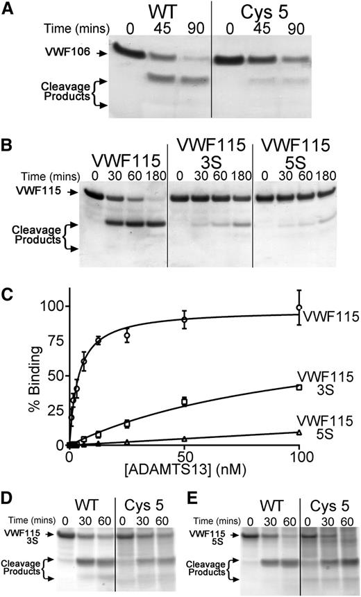 Figure 5. Identification of hydrophobic VWF A2 domain residues that contribute to ADAMTS13 binding. (A) A total of 6 µM VWF106 (Glu1554-Arg1659) was incubated with WT ADAMTS13 or ADAMTS13 Cys5 (17 nM) in conditioned medium, and aliquots taken at the indicated time points were analyzed by SDS-PAGE and Coomassie staining. (B) VWF115(3S) and VWF115(5S) containing composite mutations of hydrophobic residues to serine were used in functional analyses as in panel A, except that 1 nM WT ADAMTS13 was used. (C) Binding of WT ADAMTS13 to VWF115(3S) and (5S). VWF115 or variant (100 nM) was immobilized on microtiter wells, and binding was assessed as in Figure 4B. Mean values ± SD are shown (n = 3). (D-E) Proteolysis of VWF115(3S) (D) and VWf115(5S) (E) by 24 nM WT ADAMTS13 and ADAMTS13 Cys5. Cleavage was analyzed as in panel A-B.