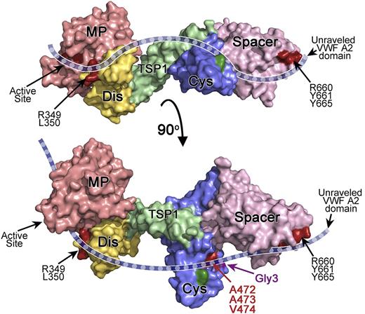 Figure 6. Proposed model for the interaction of ADAMTS13 with the unraveled VWF A2 domain. Depicted is a model of ADAMTS13 MDTCS. The model is based on the crystal structure of ADAMTS13 DTCS17 and a homology model of MP-Dis. Surface representation is depicted and color-coded as follows: MP (red), Dis (yellow), TSP1 (green), Cys-rich (blue), and spacer (pink). The bottom figure has been rotated ∼90° compared with the top figure. The active site, Dis exosite (R349 and L350), and spacer exosite (R660, Y661, and Y665) are shown in dark red and labeled. A cartoon representation of unraveled VWF A2 domain (dashed blue ribbon) is shown to indicate how we hypothesize it extends across the ADAMTS13 active site and the exosites in the ancillary Dis, Cys-rich, and spacer domains, based on the results of mutagenesis studies. The location of the hydrophobic pocket in the Cys-rich domain involving A472, A473, and V474 is shown in red. The position of the novel glycan attachment site that impairs VWF proteolysis (Gly3) is shown in purple. In dark green is the location of the Gly2 variant glycan attachment site that had no effect on proteolysis.