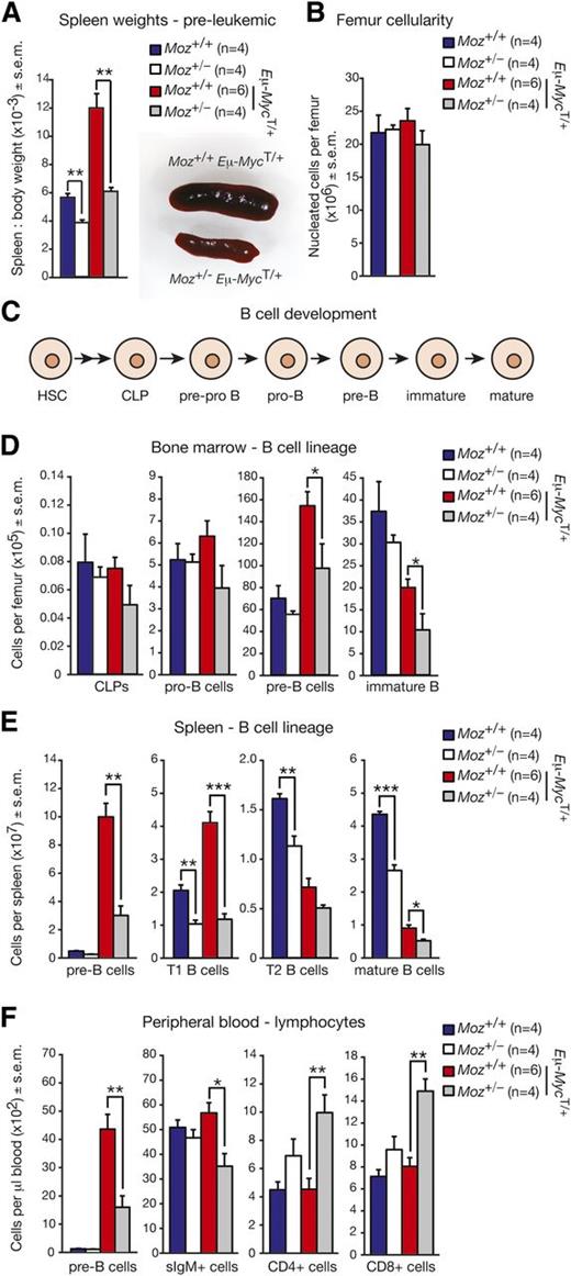 Figure 2. Pre-leukemic Moz+/−; Eμ-MycT/+ mice have reduced numbers of B-cell progenitors compared with Moz+/+; Eμ-MycT/+ controls. (A) Spleen weights in mice relative to overall body weight. (B) Femoral BM cellularity (nucleated cells only). (C) Outline of B-cell development. HSCs differentiate via multipotent progenitors to form CLPs. CLPs differentiate in a stepwise manner through pre-pro B cells, pro–B-cells, pre–B-cells, immature B cells, and eventually into mature B cells. The different cell types can be detected based on the expression of specific cell surface markers (supplemental Table 8). (D) Numbers of B-cell progenitors in the BM. (E) Numbers of B-cell progenitors and mature B cells in the spleen. (F) Quantification of major peripheral blood lineages. Data above are presented as mean ± SEM. Mice were 3- to 4-weeks old. Asterisks indicate a statistically significant difference between Moz+/− and WT, or between Moz+/−; Eμ-MycT/+ and Moz+/+; Eμ-MycT/+ mice at *P < .05, **P < .01, and ***P < .001. T1/T2, transitory 1/2 B cells.