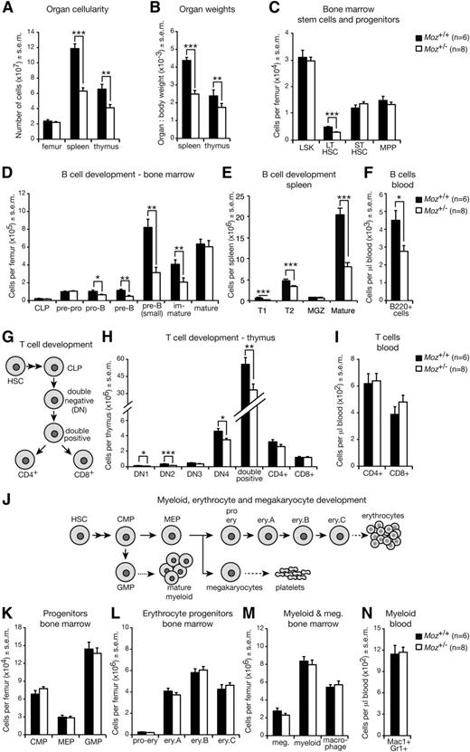 Figure 3. Adult 18- to 20-week-old Moz+/− mice display a significant reduction in B-cell progenitors. (A) Femur, spleen, and thymus cellularity of Moz+/− and WT mice. (B) Spleen and thymus weights relative to overall body weight. (C) Quantification of HSC and early hematopoietic progenitors in the BM. (D) Enumeration of B-cell progenitors in the BM. (E) B-cell subset numbers in the spleen. (F) Quantification of B-cell numbers in the peripheral blood. (G) Schematic of T-cell development. CLPs give rise to DN1 cells, which via DN2, DN3, and DN4 intermediaries produce CD4/CD8 double-positive cells. Single CD4+ and CD8+ cells are derived from double-positive cells. (H) Enumeration of T-cell progenitors and CD4+ and CD8+ cells in the thymus. (I) Quantification of T cells in the peripheral blood. (J) Schematic of myeloid, erythrocyte, and megakaryocyte development. (K) Numbers of CLPs, MEPs, and GMPs in the BM. (L) Quantification of erythrocyte progenitors in the BM. (M) Enumeration of myeloid cells and megakaryocytes in the BM. (N) Numbers of myeloid cells in the peripheral blood. Data above are presented as mean ± SEM. Asterisks indicate a statistically significant difference between Moz+/− and WT at *P < .05, **P < .01, and ***P < .001. Cell surface markers used to discriminate between these cell populations are outlined in supplemental Table 9. CMP, common myeloid progenitor; DN, double-negative; Ery, erythrocyte; GMP, granulocyte macrophage progenitor; LSK, lineage negative, Sca-1 positive, c-KIT positive population; LT-HSC, long-term HSC; Meg, megakaryocyte; MEP, megakaryocyte erythrocyte progenitor; MGZ, marginal zone B cells; MPP, multipotent progenitor; ST-HSC, short-term HSC; T1/T2, transitory 1/2 B-cells.