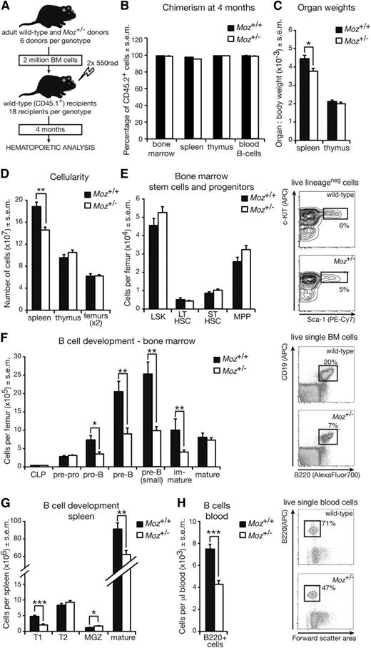 Figure 4. Defects in B-lymphoid cell development in Moz+/− mice are intrinsic to the hematopoietic system. (A) Experimental design. (B) Chimerism levels in recipient mice of Moz+/− or WT BM cells 4 months after transplantation. (C) Weights of spleen and thymus in recipient mice 4 months after transplantation. (D) Cellularity of spleen, thymus, and femurs (nucleated cells only). (E) Numbers of HSCs and early progenitors in the BM of recipient mice. Right panels show representative flow cytometry plots of the LSK population. (F) Enumeration of B-cell progenitors and mature B cells in the BM of recipient mice. The proportion of BM B lymphocytes in recipient mice is represented in the right panels. (G) Quantification of B-lymphoid cell subsets in the spleens of recipient mice. (H) Quantification of B cells in the peripheral blood of recipient mice. The proportion of B lymphocytes in the peripheral blood of recipient mice is represented in the right panels. Data above are presented as mean ± SEM (n = 6 donors and 18 recipients per genotype). Asterisks indicate a statistically significant difference between recipients of Moz+/− and WT BM at *P < .05, **P < .01, and ***P < .001. Cell surface markers used to discriminate between cell populations are outlined in supplemental Table 9. APC, allophycocyanin.
