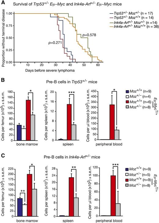 Figure 5. Loss of one allele of Trp53 or Ink4a-Arf does not rescue defects in B-cell development imposed by Moz haploinsufficiency. (A) Kaplan-Meier curves depicting lymphoma-free survival of Moz+/−; Eμ-MycT/+; Trp53+/− and Moz+/+; Eμ-MycT/+; Trp53+/− mice, as well as Moz+/−; Eμ-MycT/+; Ink4a-Arf+/− and Moz+/+; Eμ-MycT/+; Ink4a-Arf+/− mice. (B) Quantification of pre–B-cell progenitors in the BM, spleen, and peripheral blood of Moz+/−; Eμ-MycT/+; Trp53+/− and Moz+/+; Eμ-MycT/+; Trp53+/− mice. (C) Enumeration of pre–B-cells in the BM, spleen, and peripheral blood of Moz+/−; Eμ-MycT/+; Ink4a-Arf+/− and Moz+/+; Eμ-MycT/+; Ink4a-Arf+/− mice. Data are presented as mean ± SEM. Asterisks indicate a statistically significant difference between genotypes as indicated at *P < .05, **P < .01, and ***P < .001. Cell surface markers used to discriminate between cell populations are provided in supplemental Table 8.