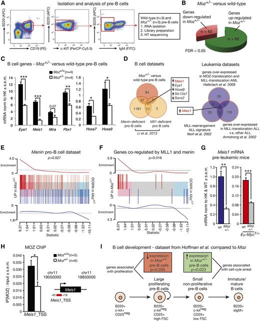 Figure 6. Gene expression analysis comparing Moz+/− and WT pre–B-cells. (A) Experimental design. (B) Number of differentially expressed genes in Moz+/− vs WT pre–B-cells with a FDR cutoff of 5%. A complete list of genes differentially expressed in Moz+/− vs WT pre–B-cells can be found in supplemental Table 6. (C) Confirmation of reduced levels of Eya1, Meis1, Pbx1, Hoxa7, and Hoxa9 in independent samples of Moz+/− pre–B-cells. (D) Comparison of the Moz+/− pre–B-cell expression profile with other published data sets. The “B-cell data sets” schematic Venn diagram shows an overlap between genes differentially expressed in Moz+/− vs WT pre–B-cells, and in Men1- and Mll-deficient pro–B-cells. The “leukemia data sets” compare genes strongly overexpressed in human MLL-translocation ALL, MLL-translocation AML, and MOZ-translocation AML. (E) Enrichment plot showing a positive correlation between the Men1-deficient pro–B-cell signature from Li et al38 and the Moz+/− expression profile. The horizontal axis shows t-statistics for all genes in the Moz+/− data. Red and blue bars mark positions of genes that are up and down, respectively, in the Men1-knockout experiment. Worms show relative enrichment of the Men1-knockout genes relative to uniform ordering. (F) Enrichment plot showing a positive correlation between the Moz+/− expression profile and the overlap genes from Men1 and Mll knockout pro–B-cells from Li et al.38 (G) Meis1 mRNA expression levels in pre–B-cells from pre-leukemic (4-week-old) mice. (H) Binding of MOZ to the Meis1 locus in Moz+/− and WT pre–B-cells. (I) Comparison of the Moz data set with gene expression profiles of B-cell progenitors at different developmental stages.46 Genes strongly expressed in large proliferative pre–B-cells are reduced in Moz+/− pre–B-cells (red box, Roast P = .035), whereas genes enriched in small resting pre–B-cells are upregulated in Moz+/− pre–B-cells (green box, Roast P = .023). Data are presented as mean ± SEM. For qRT-PCR experiments, gene expression levels were normalized to housekeeping genes Hsp90ab1 and Gapdh (C), or housekeeping genes and expression in WT samples (G). Asterisks shown in (C,G,H) indicate a statistically significant difference between Moz+/− and WT, or between Moz+/−; Eμ-MycT/+ and Moz+/+; Eμ-MycT/+ mice at *P < .05, **P < .01, and ***P < .001. ChIP, chromatin immunoprecipitation; FITC, fluorescein isothiocyanate; FSC, forward scatter; HK, housekeeping genes; HT sequencing, high-throughput sequencing; PE, phycoerythrin.