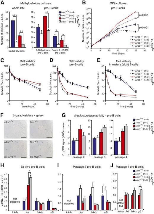 Figure 7. Moz+/− B-cell progenitors display reduced proliferative capacity. (A) Enumeration of colony formation in methylcellulose culture after plating of unfractionated BM cells and FACS-purified pro–B-cells. (B) Growth curves of pre–B-cells cultured on OP9 cells in the presence of IL-7. After collection by FACS, 500 pre–B-cells were plated and passaged every 5 days. (C-E) Assessment of the survival of (C) pro-B, (D) pre-B, and (E) surface IgM/IgD-positive (sIg+) B cells. At each time point, the proportions of viable cells were determined by staining with propidium iodide and Annexin-V. (F) β-galactosidase activity in spleens from Moz+/− and control Moz+/+ mice (n = 6 to 8 per genotype). Scale bars = 100 μm. (G) Quantification of β-galactosidase activity in pre–B-cells of the indicated genotypes cultured over 25 days. At passages 2, 3, and 4, cells were stained for B-cell markers (B220 and CD19), and incubated with a fluorescent substrate for the β-galactosidase enzyme (C12FDG). β-galactosidase activity in pre–B-cells was quantified using flow cytometry. (H-J) Levels of Ink4a, Arf, Ink4b, and p21 mRNA levels in pre–B-cells, (H) ex vivo, (I) at passage 2, and (J) at passage 4. Insufficient Moz+/− and WT pre–B-cells were available at passage 4 for analysis. Data are presented as mean ± SEM. Asterisks shown in (A,H-J) indicate a statistically significant difference between Moz+/− and WT mice, or between Moz+/−; Eμ-MycT/+ and Moz+/+; Eμ-MycT/+ mice at *P < .05, **P < .01, and ***P < .001. Gene expression levels of Ink4a, Arf, Ink4b, and p21 in (H-J) were standardized to housekeeping genes Hsp90ab1 and Gapdh, and expression in WT samples was designated 1.