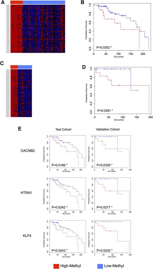 Figure 1. DNA methylation profiling identifies subgroups of SMZL patients with different clinical outcome. (A) Heat map for test series using 100 top-ranked probes by standard deviation (TOP-100). Unsupervised clustering analysis (Euclidean distance, complete linkage method) using the TOP-100 probes identified 2 main clusters: High-M (red) had a significantly poorer overall survival (OS) (B) than the Low-M cases (blue). (C) Heat map in an independent validation cohort of 36 SMZL patients using TOP-100; an unsupervised clustering (Euclidean distance, complete linkage method) identified again 2 clusters: 1 cluster showed High-M phenotype (red) and an inferior OS (D). (E) Kaplan-Meier log-rank curves for CACNB2 (cg01805540), HTRA1 (cg25920792), and KLF4 (cg07309102) genes in both the test and the validation cohorts. The 3 genes were significantly associated with OS in both cohorts. Red, High-M phenotype; blue, Low-M phenotype; *P < .05.