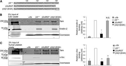 Figure 1. Effects of β3 cytoplasmic tail mutations on β3/protein interactions. (A) Amino acid sequences of the β3+/+, β3ΔRGT, and β3/β1(EGK) cytoplasmic tails used in these studies. Pull-down of c-Src, kindlin-2, or talin from (B) immortalized mouse lung endothelial cell lysate (as a convenient source of talin and kindlin-2) or (C) human platelet lysate (as a convenient source of talin and c-Src) by recombinant β3+/+ or mutant β3 cytoplasmic domain model proteins. The αIIb cytoplasmic domain was used as a negative control. Bound talin, kindlin-2, and c-Src were detected by immunoblotting. Loading of pull-down beads with recombinant cytoplasmic domains was monitored by staining with Coomassie brilliant blue. (Left panel) Representative images of pull-downs; (right panel) quantification of binding of kindlin-2 (B) or c-Src (C). Binding of kindlin-2 or c-Src to αIIb or mutant β3 tails was expressed relative to their binding to the β3+/+ tail, which was arbitrarily taken as 1.0. Data represent means ± standard error of the mean (SEM) of 3 independent experiments. **P < .01; *P < .05; NS, not significant (paired Student t test).