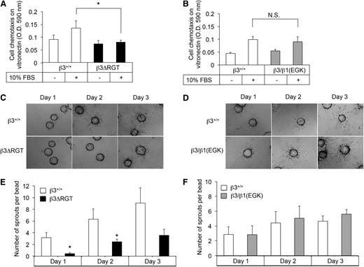 Figure 2. Immortalized β3ΔRGT ECs exhibit reduced migration and angiogenic sprouting. (A-B) Cell migration across vitronectin-coated Transwells. (C-D) Representative images of fibrin gel bead assays to assess EC sprouting from day 1 to day 3; bead diameter, 60-87 μm. (E-F) Quantification of EC sprouting in the 3-dimensional fibrin gel bead assay. Data represent means ± SEM of 4 experiments. *P < .05; NS, not significant (paired Student t test); OD, optical density.