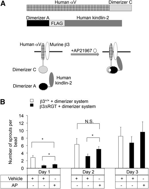 Figure 3. Enforced interaction of αVβ3ΔRGT with kindlin-2 rescues angiogenic sprouting by ECs. (A) Schematic of the inducible heterodimerizer system used here. (Top panel) The 2 fusion proteins employed: human αV-dimerizer C and dimerizer A-FLAG-human kindlin-2. β3+/+ or β3ΔRGT immortalized lung endothelial cells were transduced with lentiviruses encoding both of these fusion proteins and an shRNA specific for mouse αV. In theory, after addition of a cell-permeable heterodimerizer (AP21967), human αV-dimerizer C should associate with dimerizer A-human kindlin-2, thereby enforcing interaction between αVβ3 and kindlin-2. (B) Cytodex beads coated with either β3+/+ or β3ΔRGT endothelial cells expressing the dimerizer system described in panel A were incubated overnight at 37°C with 250 nM AP21967 (AP) or vehicle control. Then sprout formation by the cells was evaluated using the 3-dimensional fibrin gel bead assay. Data represent means ± SEM of 4 independent experiments; *P < .05; NS, not significant (paired Student t test).