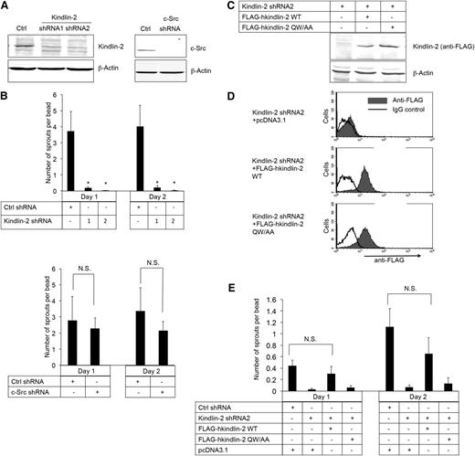 Figure 4. β3 interaction with kindlin-2, but not with c-Src, promotes angiogenic sprouting by ECs. (A) Western blots of kindlin-2 and c-Src in β3+/+ immortalized lung endothelial cells transduced with lentivirus encoding kindlin-2 shRNA (shRNA1 and shRNA2), a c-Src shRNA, or a control (Ctrl) shRNA. β-actin was monitored as a loading control. (B) Quantification of sprouts by the cells transduced with lentiviruses encoding the kindlin-2 (upper panel), c-Src (lower panel), or Ctrl shRNAs. (C-E) Cells were transduced with kindlin-2 shRNA2 and then transiently transfected with shRNA-resistant complementary DNAs encoding either FLAG-human kindlin-2 (FLAG-hkindlin-2 WT), FLAG-hkindlin-2 QW/AA mutant, or nothing (pcDNA3.1 empty vector). (C) Western blots of human kindlin-2 detected with an anti-FLAG antibody. (D) Flow cytometry histograms depicting intracellular expression of shRNA-resistant kindlin-2 using anti-FLAG antibody. (E) Kindlin-2 rescue of endothelial cell sprout formation in the 3-dimensional fibrin gel bead assay. Note that transfection by electroporation decreased cell vitality so that the number of the sprouts was lower compared with parental immortalized lung endothelial cells. Quantification of EC sprouting is depicted as means ± SEM of 5 experiments. *P < .05; NS, not significant (paired Student t test).