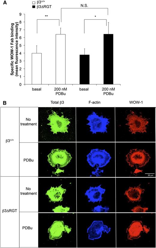 Figure 5. Deletion of RGT from the β3 cytoplasmic tail does not impair activation of endothelial cell αVβ3. (A) Immortalized lung endothelial cells were incubated for 30 minutes at room temperature with WOW-1 Fab in the presence or absence of 200 nM PDBu (to activate protein kinase C) or with 5 mM EDTA (to inhibit specific WOW-1 Fab binding). WOW-1 Fab binding was measured by flow cytometry as described in “Methods.” Data represent specific WOW-1 Fab binding, defined as binding inhibited by EDTA, and represent means ± SEM of 3 independent experiments. **P < .01; *P < .05; NS, not significant (paired Student t test). (B) Localization of activated αVβ3 at lamellipodial edges. Cells were plated onto coverslips coated with fibrinogen and allowed to spread for 1 hour in the presence or absence of 200 nM PDBu as indicated. Cells were fixed, permeabilized, and stained with WOW-1 Fab, with antibody to total β3, and with phalloidin for F-actin as described in “Methods.” Bar represent 30 μm.