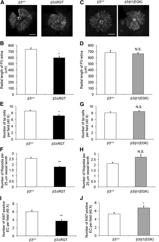 Figure 6. Postnatal retinal angiogenesis is delayed in β3ΔRGT mice, but not in β3/β1(EGK) mice. Retinas on postnatal day 3 (P3) from β3+/+ and the indicated β3 mutant littermates were stained with anti-CD31 (to mark blood vessels) (A-D) or with fluorescein isothiocyanate–isolectin B4 (for vessels) and anti-Ki67 (for cell proliferation) (E-J) (supplemental Figure 5), and cells were imaged as described in “Methods.” (A,C) Representative images of whole mount retinas with ×10 oil-dipping objective. Bar represents 500 μm. (B,D) Quantification of retinal vessels based on radial length from optic nerve to the periphery. (E,G) Quantification of endothelial tip cells at the retinal vascular front. (F,H) Quantification of endothelial cell filopodial extensions per 25-μm vessel length. (I,J) Quantification of Ki67-positive endothelial cells at the retinal vascular front. (B,D) Data from 12-14 retinas; (E,F,I), data from 8 retinas and 4 mice; (G,H,J) data from 4 retinas and 2 mice. Data are means ± SEM. *P < .05; **P < .01; NS, not significant (unpaired Student t test).