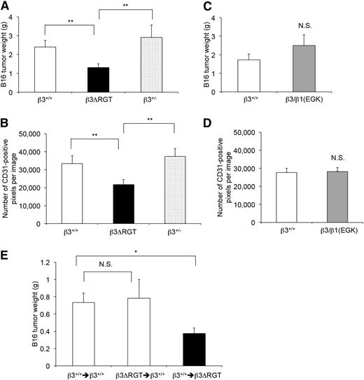 Figure 7. Tumor growth and tumor vessel density are reduced in β3ΔRGT mice, but not in β3/β1(EGK) mice. β3+/+, β3+/−, and β3 mutant mice were inoculated subcutaneously with 300 μL of 2 × 105 B16F1 melanoma cells. (A,C) Quantification of tumor weights 21 days after inoculation. (B,D) Quantification of CD31-positive vessels per field in tumor sections as described in “Methods” (also see supplemental Figure 5C). (E) β3+/+ or β3ΔRGT mice were transplanted with the indicated bone marrow cells. There were 9-10 transplant recipients/group. Four to 6 weeks later, mice were inoculated with tumor cells and tumor weights were quantified 21 days after inoculation. Data represent means ± SEM. *P < .05; **P < .01; NS, not significant (unpaired Student t test).