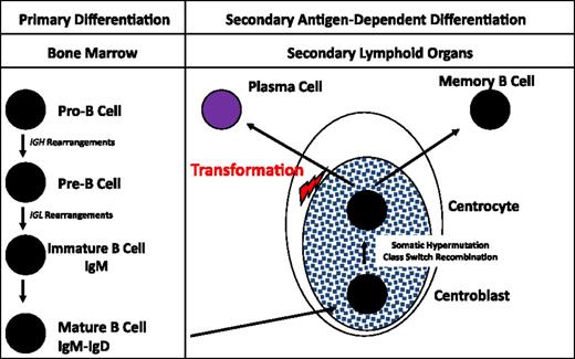 Figure 1. B-cell differentiation. The first step of B-cell engagement is characterized by an IGH DH-JH rearrangement, followed by a VH-DH-JH fusion. If “productive” (or successful), these IGH rearrangements are followed by recombinations of the IGLκ, and/or IGLλ genes. These DNA rearrangements take place within the bone marrow and are totally antigen independent. The B cells then migrate to the secondary lymphoid organs where, within the germinal centers, they terminate their differentiation through the SMH and CSR processes. This differentiation step is antigen dependent, in cooperation with dendritic and T cells. The oncogenetic event is supposed to take place after this long differentiation process, before the migration of the plasma cell to bone marrow.