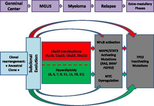Figure 2. Oncogenetic model. Quickly after the oncogenetic event(s), differential mutations occur, creating subclones. The 2 main oncogenetic pathways are the “trisomy” pathway and the 14q32 translocation pathway. Secondary events occur later during evolution.