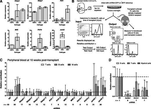 Figure 1. Analyzing the effect of PRC2 accessory factor depletion in competitive transplantation assays. (A) Reverse transcriptase quantitative polymerase chain reaction (RT-qPCR) analysis of PRC2 accessory factor expression in HSPCs (Lin–Sca1+c-kit+) isolated from E14.5 FLs, ESCs, and E14.5 murine embryonic fibroblasts (MEFs) from C57BL/6 mice. Results are normalized to housekeeping genes Hprt and Hmbs, expressed relative to an HSPC sample. Data are shown as mean ± standard deviation (SD); n = 3. (B) Design of FL competitive transplantation assays. (C) The relative contribution of shRNA-transduced cells to the B, T, and myeloid cell lineages in the peripheral blood at 10 weeks posttransplant for validated hairpins targeting PRC2 accessory factors compared with a NS control. Relative contribution is defined as the output:input ratio for each test hairpin normalized to the output:input ratio for NS controls from the same cohort. (D) Relative contribution of FL cells transduced with shRNAs against Jarid2-interacting H3K9 methyltransferases at 10 weeks posttransplant. Data from recipients transduced with hairpins targeting the same gene have been combined. Graphs shows mean + SD; recipient mouse numbers per hairpin are shown. **P < .01, ***P < .001, and ****P < .0001 were calculated by using a two-way analysis of variance (ANOVA) with multiple comparisons in GraphPad Prism5 on logit-transformed data (supplemental Data).