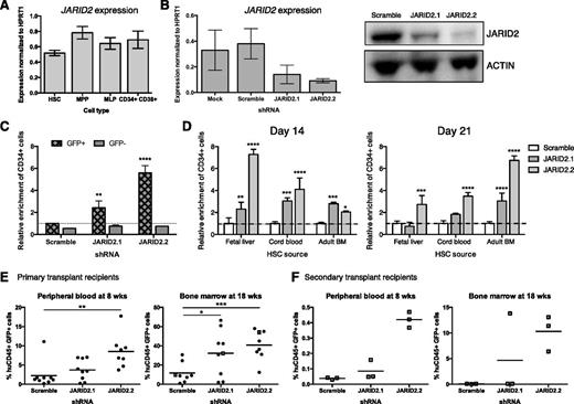 Figure 4. JARID2 depletion enhances human HSC expansion in vitro and in vivo. (A) RT-qPCR analysis of JARID2 expression in human hematopoietic progenitor cells. Results are normalized to housekeeping gene HPRT1. Data represent mean ± SD; n = 3. (B) JARID2 knockdown confirmed by RT-qPCR and western blot after 3 days of in vitro culture. Results for qPCR are normalized to housekeeping gene HPRT1. Data represent mean ± SD; n = 5 to 9. (C) Dose-dependent enrichment of CD34+ cells after 3 weeks in culture within the JARID2-depleted GFP+ population compared with GFP– and shRNA-Scramble controls. Data represent mean + SD; n = 3. (D) Relative enrichment of CD34+ cells from fetal liver, cord blood, and adult BM after 14 and 21 days in culture. Data represent mean + SD; n = 3. *P < .05, **P < .01, ***P < .001, and ****P < .0001 were calculated by using a two-way ANOVA with multiple comparisons in GraphPad Prism5. (E-F) Graphs showing the percentage of human cell chimerism (huCD45+) in the peripheral blood and BM of mice transplanted with shRNA-JARID2.1, shRNA-JARID2.2, or shRNA-Scramble transduced GFP+ cells in (E) primary and (F) secondary recipients. Primary animals used for secondary transplant have square data points.