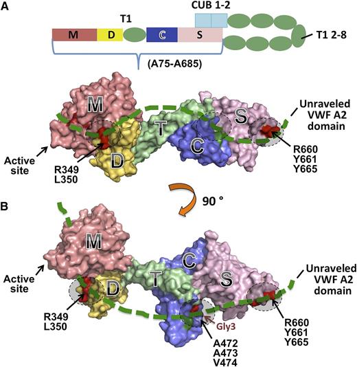 (A) Schematic representation of human ADAMTS13 domain structure. The C-terminal TSP1 (T1) 2-8 and CUB domains are proposed to interact with the spacer domain. (B) Two different views of the 3-dimensional structure of the MDTCS fragment. Here, M, the metalloprotease domain, is modeled; the disintegrin domain (D), first thrombospondin type 1 repeat (T), Cys-rich domain (C), and spacer domain (S) are crystallized.11 A part of the unraveled central A2 domain of VWF (thick green dotted line) may interact with MDTCS on 3 identified exosites (dashed circles) including the surface charged residues R660, Y661, and Y665 in the spacer domain, a hydrophobic pocket involving A472, A473, V474, and H476 (H476N/Q478T, Gly3) in the Cys-rich domain, and a nonconserved region involving R349 and L350 in the disintegrin domain. Adapted from Figure 6 in the article by de Groot et al that begins on page 1968.