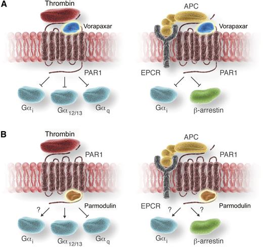 PAR1 couples to multiple G-proteins, which leads to a wide array of cellular events. Thrombin activation of PAR1 results in proinflammatory pathways, whereas APC activation of PAR1 leads to cytoprotective signaling. (A) The orthosteric inhibitor vorapaxar interacts at the ligand-binding site and blocks all signaling from PAR1. (B) The new compounds, parmodulins, selectively block Gαq signaling, sparing the cytoprotective pathways induced by APC. The specific effects on αi- and β-arrestin have not been directly tested. EPCR, endothelial protein C receptor. Professional illustration by Luk Cox, Somersault18:24.