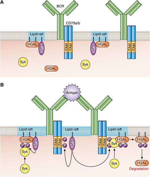 HGAL within lipid rafts enhances BCR signaling. (A) In resting B cells, HGAL is mainly located within lipid rafts together with Lyn. (B) In BCR-stimulated B cells, Lyn phosphorylates tyrosine residues within the ITAMs of CD79a/b, and this attracts and activates Syk. Coassociation of Syk with HGAL enhances Syk kinase activity and BCR signaling strength. Following BCR engagement, HGAL is shunted from lipid rafts to ultimately end up in the cell cytoplasm for destruction by the proteasome. Professional illustration by Patrick Lane, ScEYEnce Studios.