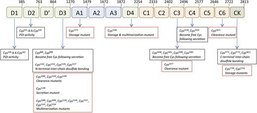 Figure 2. Overview of relevant cysteine residues in VWF. The VWF protein sequence contains 234 cysteine residues, representing 8.3% of the total amino acid composition, a number that is fourfold higher than the average in human proteins. Cysteines contribute to the folding of the domains that characterize the VWF structure. Some of these cysteines form disulfide bridges during synthesis, but are susceptible to reduction following secretion. Consequently, they are converted into free thiols (positions 889, 898, 2448, 2451, 2453, 2490, 2491, 2528, and 2533).7,10 Other cysteines engage in intersubunit disulfide bonding (positions 2771, 2773, and 2811 in the CK domain and positions 1142, 1222, 1225, and 1227 in the D3 domain).1,11,12 N-terminal multimerization involves disulfide isomerase activity located in the D1 and D2 domains (motif 159-162 and 521-524).13 Given their importance for the VWF structure, it is not surprising that mutations of cysteines may affect different stages of the VWF life cycle. Examples hereof (red boxes) include mutations affecting multimerization, storage in WPBs, secretion, and clearance.14-18