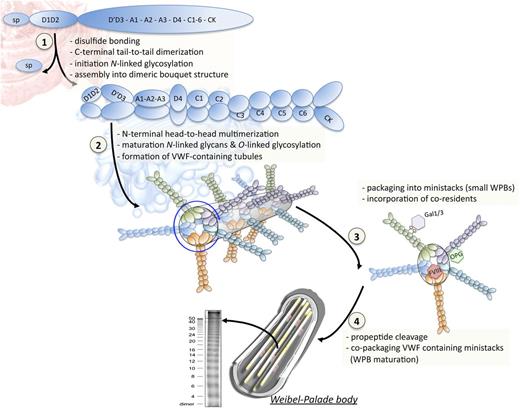 Figure 3. Biosynthesis and packaging of VWF in WPBs. The biosynthesis of VWF distinguishes a series of sequential steps that ultimately lead to its incorporation into endothelial storage organelles, the WPBs. (Step 1) During synthesis of the VWF propolypeptide chain in the endoplasmic reticulum, intraprotein cysteine bonding occurs to facilitate folding of the individual domains. Subsequent tail-to-tail interprotein disulfide bridge formation involving the C-terminal CK domains allows the formation of prodimers. Furthermore, the first building blocks for N-linked glycosylation are coupled to the growing polypeptide chain. (Step 2) Upon arrival in the Golgi apparatus, the presence of a slightly acidic pH and relatively high Ca2+ concentration promote the organization of the prodimers into a dimeric bouquet structure, in which the dimers are aligned into a side-by-side manner. Moreover, this environment favors multimerization via disulfide bridging that couples adjacent N-terminal D3 domains, a process that is catalyzed by the propeptide. While the multimerization process takes place, the expanding multimer organizes into a right-handed helical structure, allowing 100-fold compaction of the protein. In this helical structure, the propeptide (D1-D2 domains) and the D′-D3 domains form the wall of the hollow tube. The remainder of the VWF protein (A1-CK domains) protrudes outward from the helical architecture, occupying the space between the tubules that characterize the electron-microscopic images of WPBs. VWF tubules assemble into so-called ministacks that represent the first WPB-like structure. During the passage of VWF through the Golgi, maturation of the N-linked glycans proceeds while O-linked carbohydrate structures are also added to the protein. (Step 3) An important gap in our knowledge of WPB formation is the location of the proteins that coreside with VWF in this organelle. For example, FVIII is known to interact with the D′D3 region, suggesting that FVIII may locate to the inner core of the helix. In contrast, osteoprotegerin (which binds to the A1 domain) and galectins-1 and -3 (which bind to VWF glycans) are more likely to be present in the intertubular space. (Step 4) In the Trans-Golgi network, copackaging of VWF-containing ministacks promotes maturation and formation of larger WPBs. In addition, furin mediates the proteolytic separation of the propeptide from the mature VWF subunits. Of note, under the slightly acidic conditions present within the Trans-Golgi network, the propeptide remains associated with mature VWF. Multimer analysis of endothelial VWF has revealed the presence of very large VWF multimers that exceed the size of multimers found in plasma.