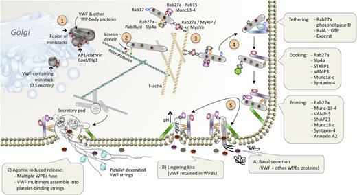 Figure 4. Schematic representation of VWF secretion from endothelial cells. Following its synthesis and packaging in WPBs, VWF follows a complex pathway allowing intraendothelial storage combined with basal and regulated secretion. In recent years, many aspects of the molecular machinery that regulate these processes have been identified and this figure provides a schematic overview of the essential elements. (Step 1) The formation of VWF-containing ministacks and subsequent WPBs requires the presence of clathrin coat, the adaptor protein AP-1 and Dlg1. (Step 2) WPBs move around randomly within the endothelial cell along microtubules driven by a so-far-unidentified kinesin/dynein complex. (Step 3) Subsequently, WPBs adhere onto the filamentous actin network via a triple protein complex involving Rab27a, MyoVa, and MyRIP. WPBs also attract a series of other proteins involved in the secretory machinery, including Rab3, Rab15, Rab27a, Rab37, Munc13-4, and Slp4a. (Step 4) Secretion of the WPB content is preceded by sequential steps of tethering, docking, and priming before fusion with the cellular membrane. Specific protein complexes are involved in each of these steps (see boxes). (Step 5) Three types of secretion can be distinguished: (A) basal secretion, in which a single WPB fuses to the cellular membrane and releases its contents (both VWF and other WPB proteins). (B) On rare occasions, exposure to the extracellular environment causes a rapid deacidification of the organelle provoking the pH-dependent tubular VWF structure to collapse. Consequently, VWF is retained within the remainder of the WPB, whereas other WPB proteins (such as interleukin-8) are secreted into the circulation. This process is referred to as a lingering kiss. (C) Upon agonist-induced endothelial stimulation, multiple WPBs aggregate and might eventually fuse into a large secretory vesicle, referred to as secretory pods. This results in the release of massive amounts of VWF multimers. These multimers assemble into the long bundles (up to several hundred μm) that consist of multiple multimers. These bundles are highly thrombogenic as they efficiently recruit platelets. To reduce the thrombogenic potential of the platelet-decorated VWF strings, the action of ADAMTS13 (and also of plasmin under certain conditions) is required. This figure has been inspired by figures presented elsewhere.14,38,39