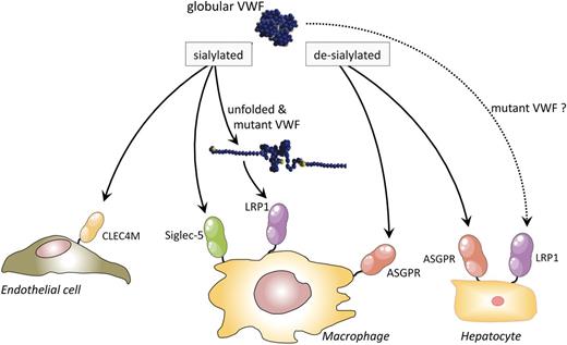 Figure 5. Potential clearance pathways for VWF. VWF circulates as a globular protein, with the majority of its glycan structures being well sialylated. In this form, VWF is recognized by 2 different receptors that could mediate the removal of VWF from the circulation: CLEC4M on endothelial cells and Siglec-5 on macrophages. Shear stress-induced unfolding of VWF is associated with the exposure of interactive site(s) for LRP1. Indeed, in vitro and in vivo experiments have confirmed the involvement of LRP1 in the uptake of VWF in macrophages. Certain VWD-related mutations (eg, the VWD-type 1 Vicenza mutation p.R1205H and the VWD-type 2B mutations p.R1306Q and p.V1316M) provoke exposure of LRP1-interactive sites in the absence of shear stress, which could perhaps explain the accelerated clearance of these mutants. It is unknown whether binding of mutant VWF is limited to macrophage LRP1 (as seems to be the case for wt-VWF) or whether interactions also include LRP1 on other cell types, like hepatocytes or even other as-yet-unidentified receptors. Desialylation of VWF exposes terminal galactose residues, allowing efficient interaction with the ASGPR on macrophages and hepatocytes. Of note, the clearance receptors responsible for the discordant clearance of blood group O and non-O VWF have not been identified yet. ASGPR, asialoglycoprotein receptor. Reprinted from Casari et al87 with permission.
