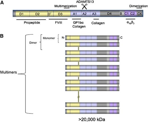 Figure 1. VWF structure. (A) Graphic representation of the VWF monomer with its different domains and their binding ligands. Note that the D1 and D2 domains (propeptide) are cleaved upon released of VWF from the endothelial cell. (B) Depiction of the ability of VWF monomers to dimerize through the C terminus and of those dimers to multimerize via disulfide bonds at the D3 domain, reaching sizes >20 000 kDa.