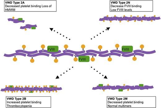 Figure 2. Mechanisms for VWD type 2. Schematic representation of VWF and its main interactions with platelets and FVIII, and how these interactions, when affected, cause VWF functional deficits and subsequent clinical bleeding.